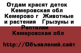 Отдам красят деток - Кемеровская обл., Кемерово г. Животные и растения » Грызуны и Рептилии   . Кемеровская обл.